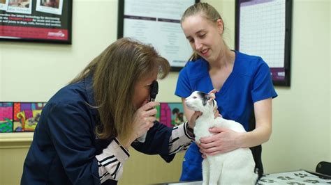 The Best 10 Veterinarians near TN